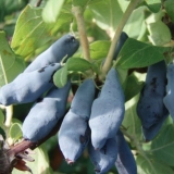 Swan orlovi nokti: recenzije, sadnja i njega, oprašivači